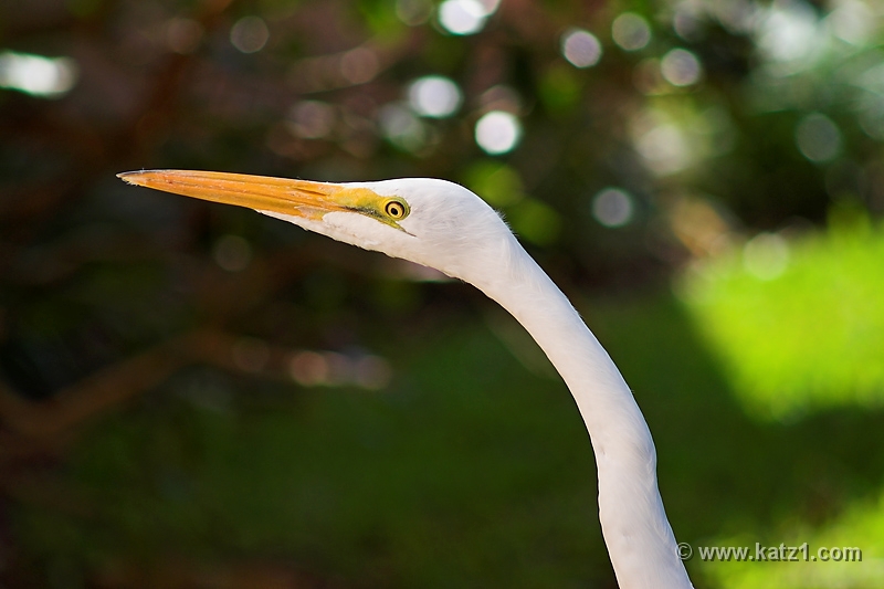 Flamingo 1